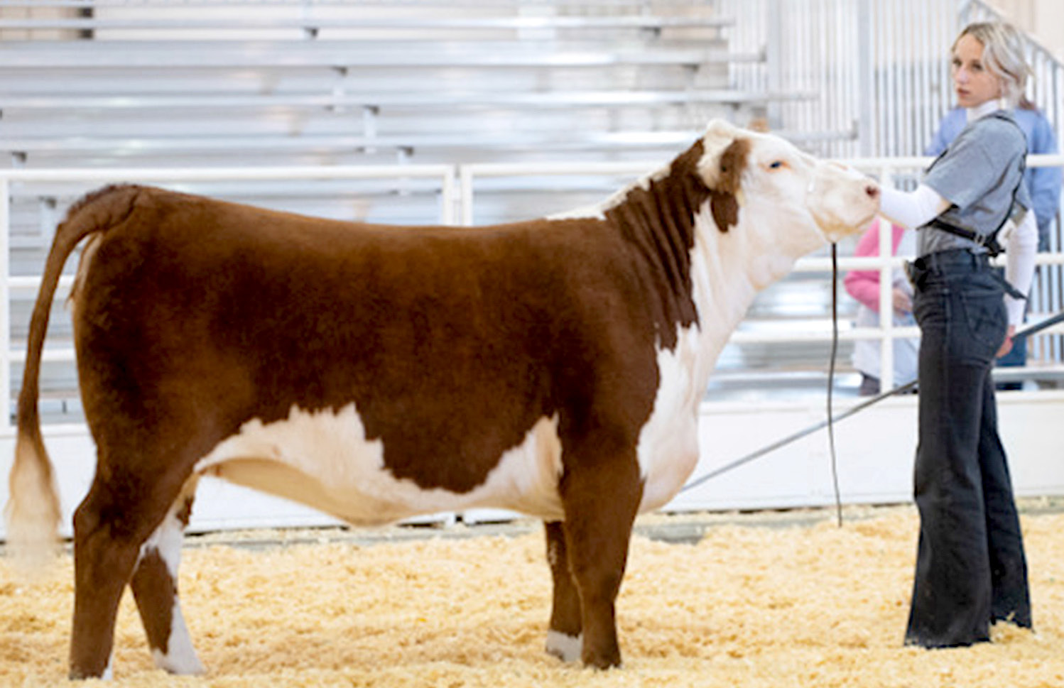 CADY PIEPER shows her heifer in the finals of Senior Beef Showmanship at the KJLS held in Hutchinson September 30 to October 1.