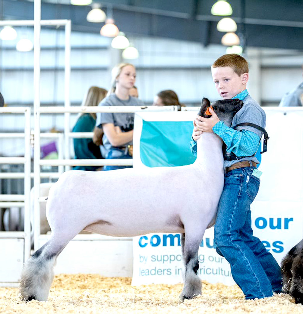 COLE FLOWER exhibits his Commercial Ewe at this year’s KJLS in Hutchinson recently. Flower placed 6th in Class 3 and 2nd in Class 12.