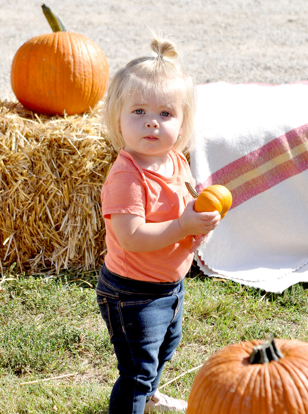 HARPER KELLER is taking the job of picking out a pumpkin very serious, while visiting the Patch last Saturday afternoon. She is the daughter of Anthony and Ali (Miller) Keller of Palco.