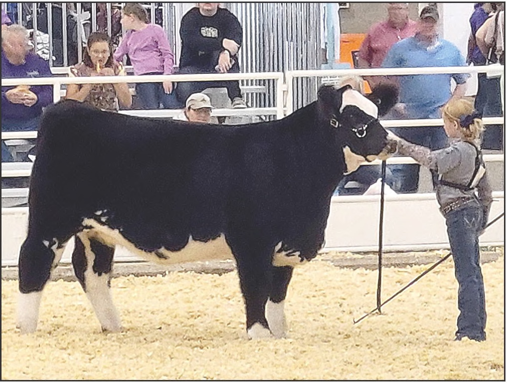 DAYLEN BEESLEY of Palco and her heifer, “Katie Kat,” were the winners of the 2022 KLF Heifer Futurity Show at the KJLS held September 30 to October 2 in Hutchinson.