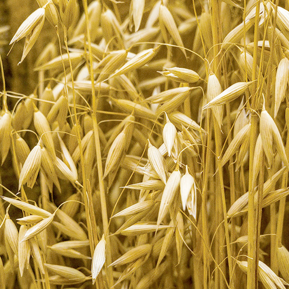Wheat Harvest
