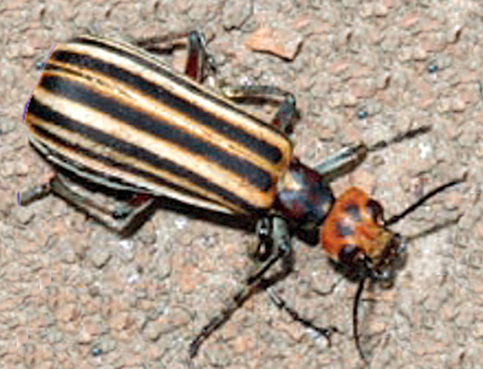 bloister beetle