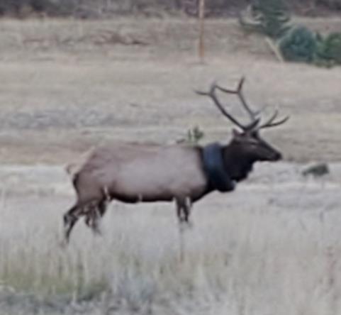 Bull elk with tire around his neck