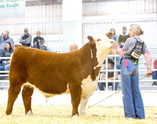 CADY PIEPER is pictured with her Reserve Champion Hereford Steer, “Mike Wazowski” at this year KJLS.