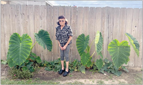 THE HOT, DRY SUMMER we experienced this year thwarted the growth of many things…but not Sondra Folsom’s Elephant Ear plants. Folsom put the bulbs in the ground this spring, having no idea just how large they would grow. She attributes the weather and location to the size. “I think it makes a difference when they have some protection, and the fence they were near provided that,” she said. Folsom now knows the “happy place” of her plants, so we’ll see if they respond as well next year.