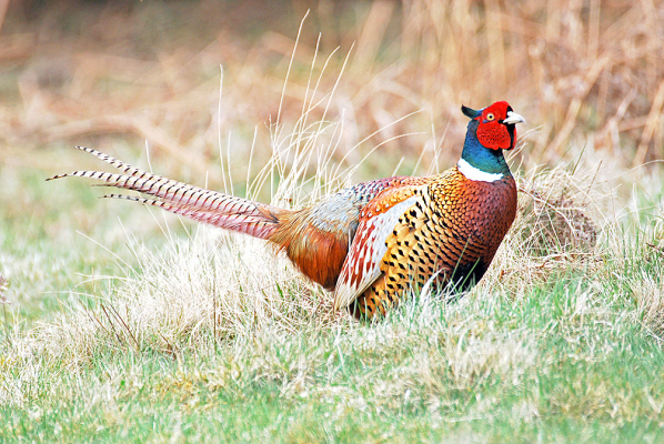 2023 Kansas Upland Bird Hunting forecast and hunting season dates