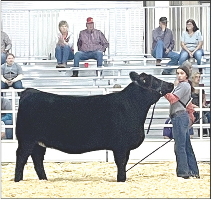 BODYE STITHEM took her Simmental Heifer to 1st in Class 35 in Senior Beef Showmanship at the Kansas Junior Livestock Show in Hutchinson.