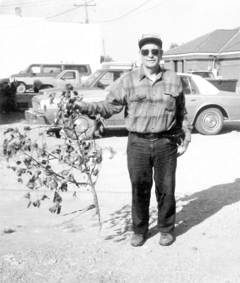 DON RICHARDSON is pictured showing one of his cotton plants he grew in the fall of 1994. It stood about four feet high and had about twelve bolls on the plant. Richardson said he probably should have planted a couple weeks earlier in the spring, and that the light frost ended this plant’s growing season during the first part of October.