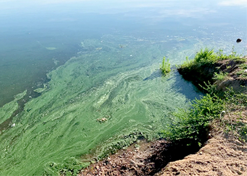 blue-green algae warning