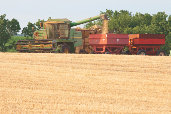 Wheat Harvest 2020