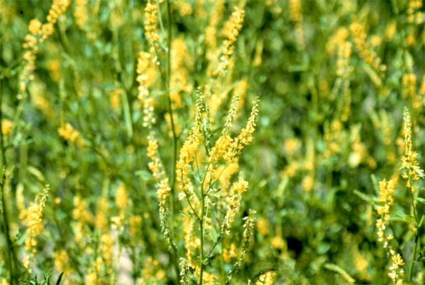 Yellow Sweet Clover Poisoning