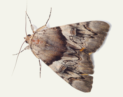 army cutworm moth