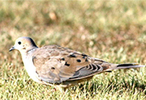Dove hunting begins this Friday, Sept. 1