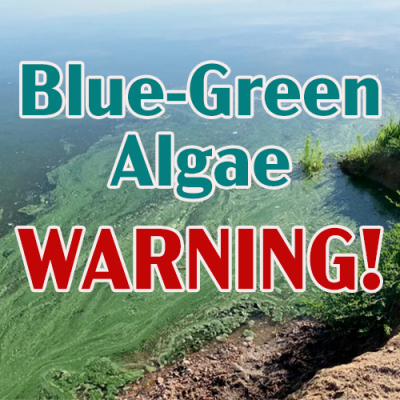 blue green algae