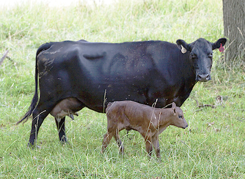 cow-calf