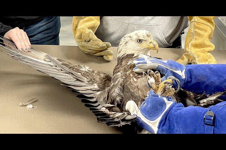 THE INJURED BALD EAGLE was positioned on the examination table when it arrived at Central Veterinary Services so its condition could be assessed by the CVS staff.